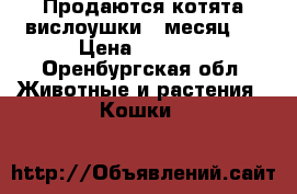 Продаются котята вислоушки 1 месяц . › Цена ­ 3 000 - Оренбургская обл. Животные и растения » Кошки   